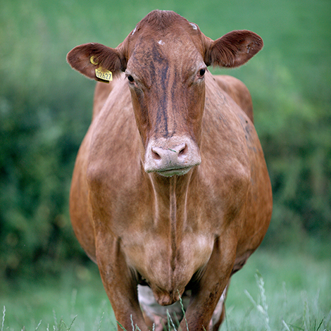 Agriculture